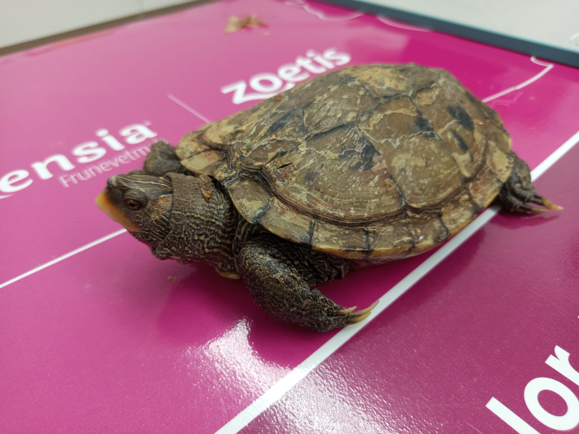 Lola, a turtle over 30 years old, during a check-up at the clinic