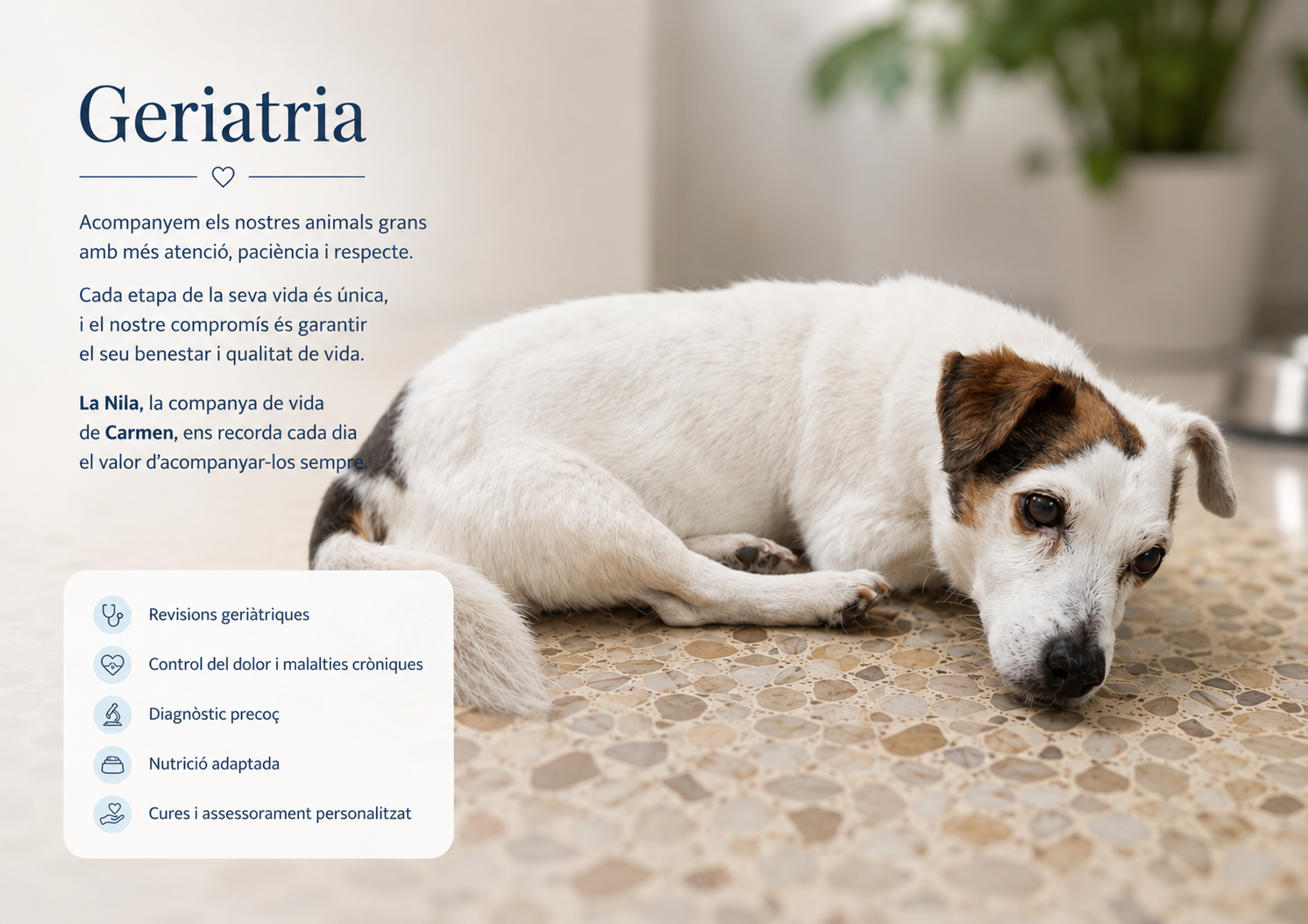 La Nila, una gossa gran, descansant tranquil·la