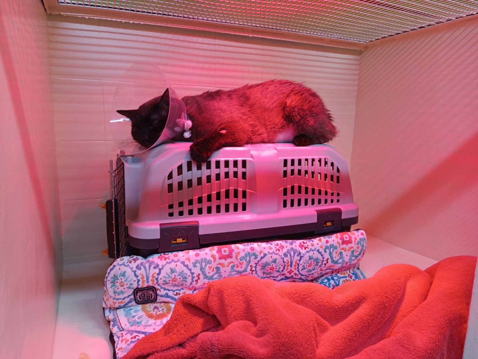 Gat hospitalitzat descansant sota una llum de calor a la zona felina