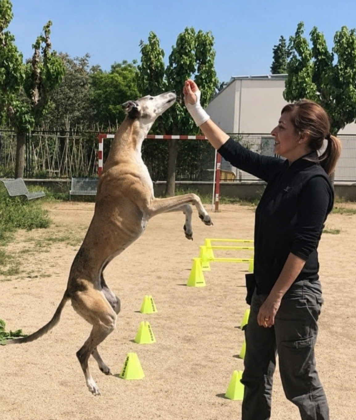 La Marta entrenant amb la Baileys, la seva galga, durant una sessió d'educació canina