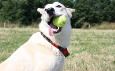 Consejos para mejorar el comportamiento y bienestar de tu perro