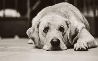¿Cómo afecta el confinamiento a los perros? Consejos Covid-19