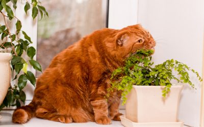 Obesidad en el gato