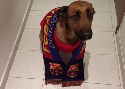 veterinario-perros-barcelona