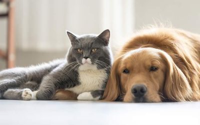 Coronavirus: Consejos para dueños de  perros y gatos