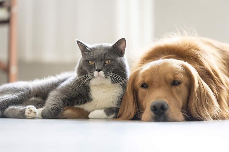 Coronavirus: Consejos para dueños de  perros y gatos