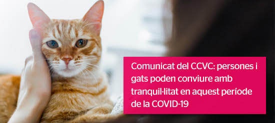 Comunicat oficial: Els gats i el COVID-19