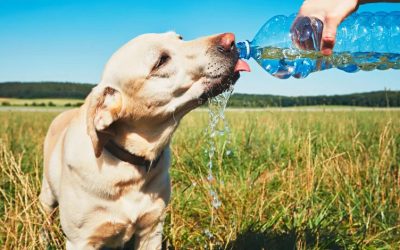 ¿Cuál es el tratamiento para el golpe de calor de un perro?