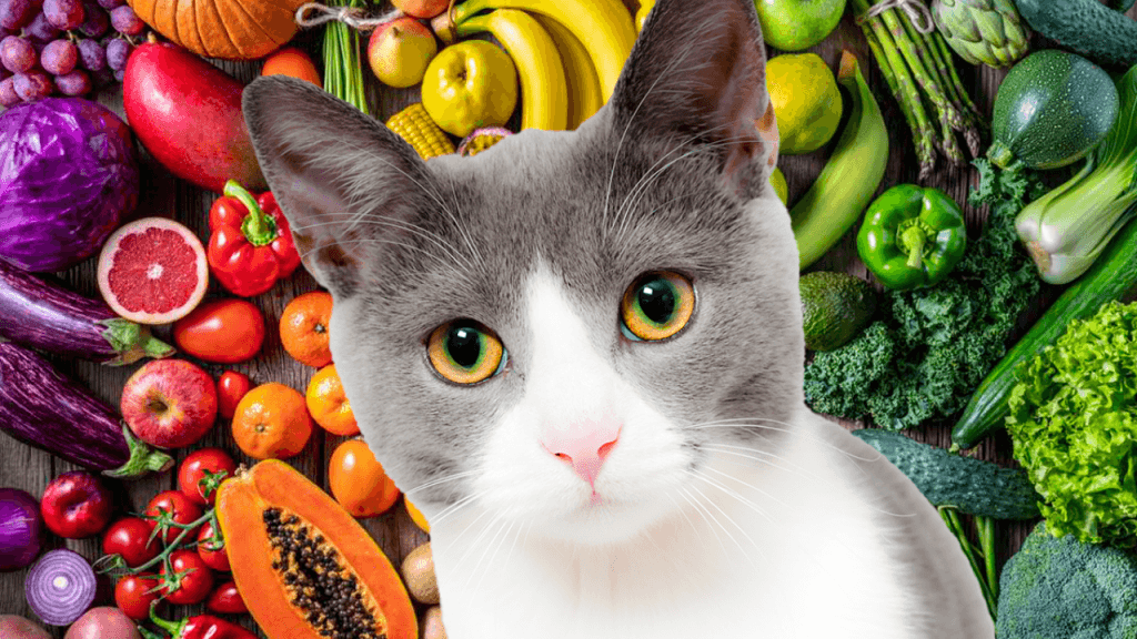 frutas no aptas para gatos