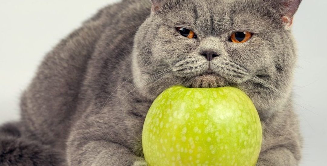 ¿Qué frutas son consideradas tóxicas para los gatos?