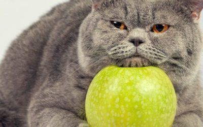 ¿Qué frutas son consideradas tóxicas para los gatos?