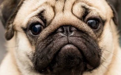 Países Bajos prohibe los perros Carlinos