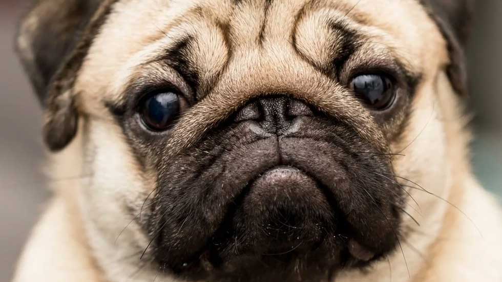 Países Bajos prohibe los perros Carlinos