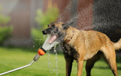 Consejos para que los perros pasen mejor el calor
