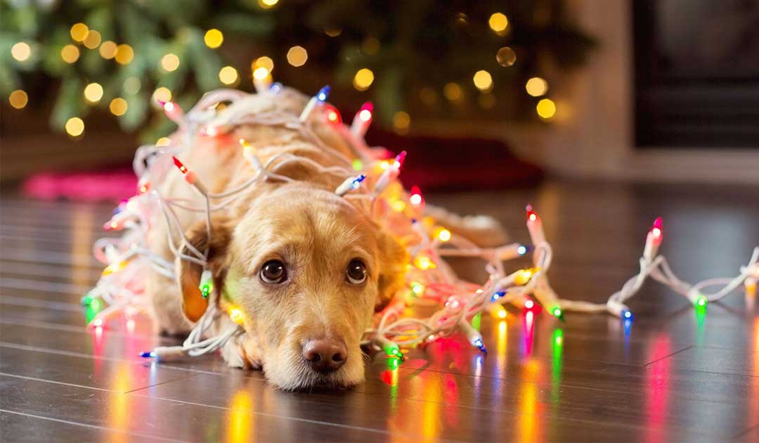 Consejos para perros en Navidad